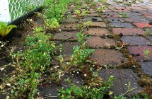 Pave uni with Moss & Weeds in Brossard